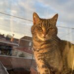 Thomthom